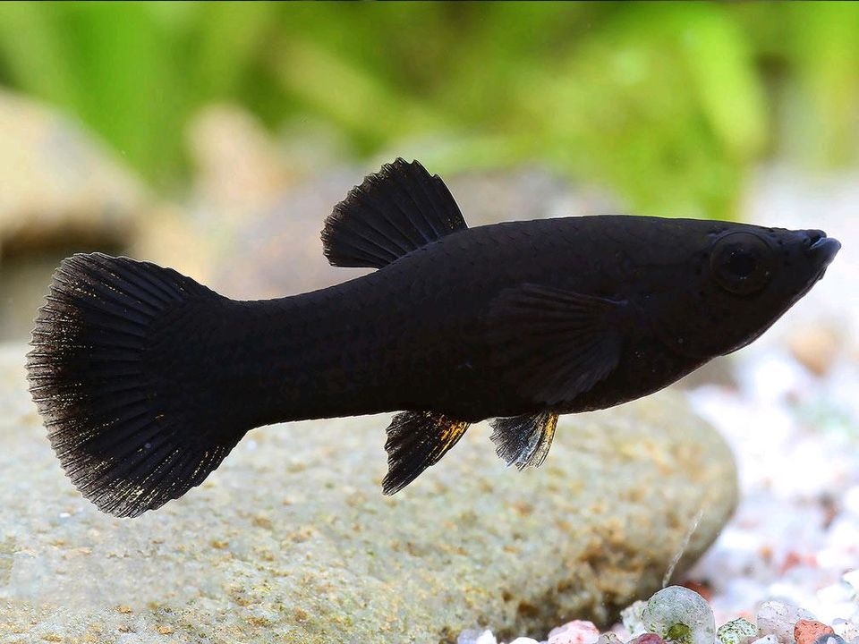 Black Molly Spitzmaulkärpfling Fisch Fische in Marktheidenfeld