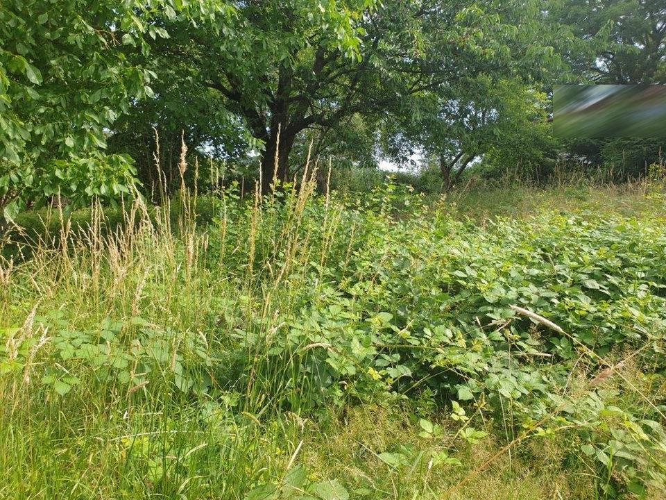 Ruhige, naturverbundene u. kinderfreundliche Lage in Mittweida in Mittweida