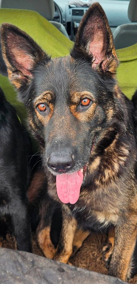 Unterstützung bei den täglichen Gassi Gängen mit Kira in Lübbecke 