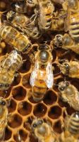 Bienen Königin begattet Rheinland-Pfalz - Kisselbach Vorschau