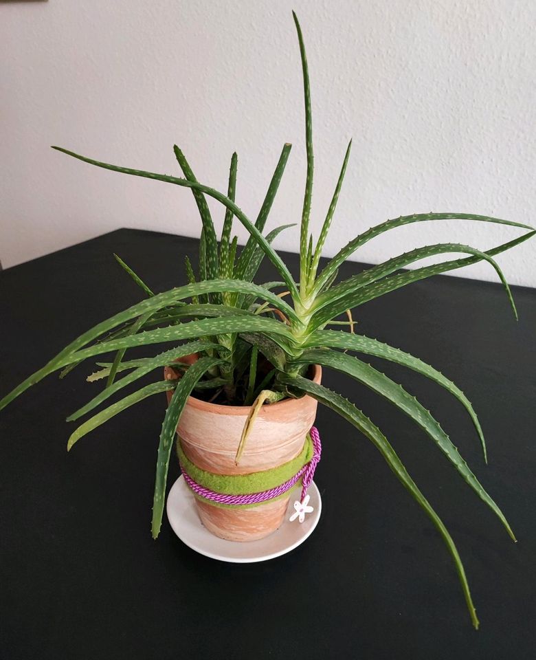 Aloe Vera H 46cm Doppelpflanze in einem Terracotta Topf in Leipzig