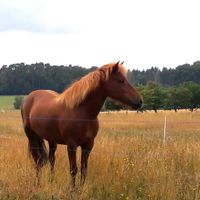 Reitbeteiligungen auf meinen Isländern Hessen - Münchhausen Vorschau