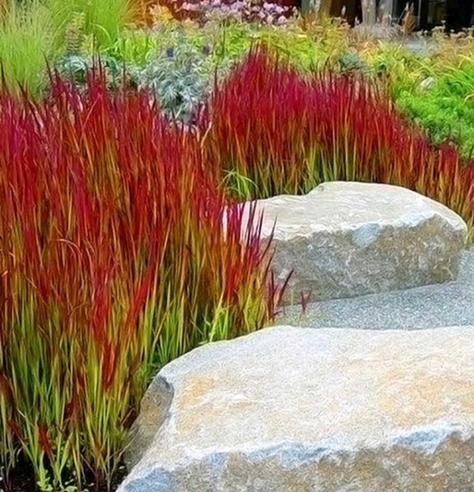 Blutgras, Gräser, Staude, Garten in Wieseth