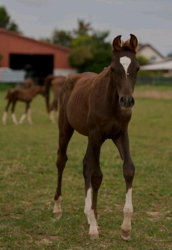 Vollblutaraber Dunkelfuchs Jährling Hengst 4x weiß Warmbluttyp in Hochborn