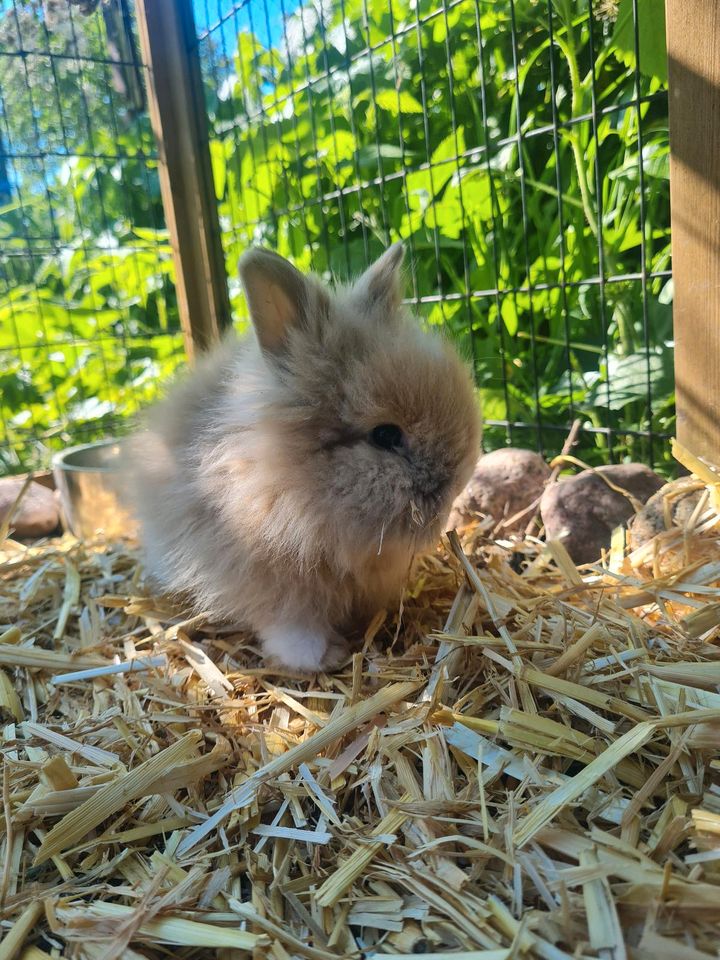 Kaninchen Baby in Wismar