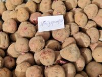Saatkartoffeln Pflanzkartoffeln Kartoffeln Königspurpur Hobby Brandenburg - Löwenberger Land Vorschau