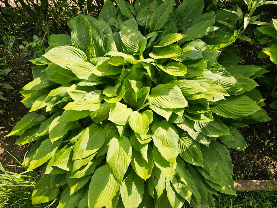 Große Hosta/Funkie in Bremen