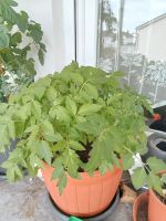 Tomatenpflanzen Kr. Altötting - Altötting Vorschau