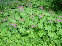 Stauden / Pflanzen / rosa Storchschnabel (Geranium macchorrizum) Berlin - Steglitz Vorschau