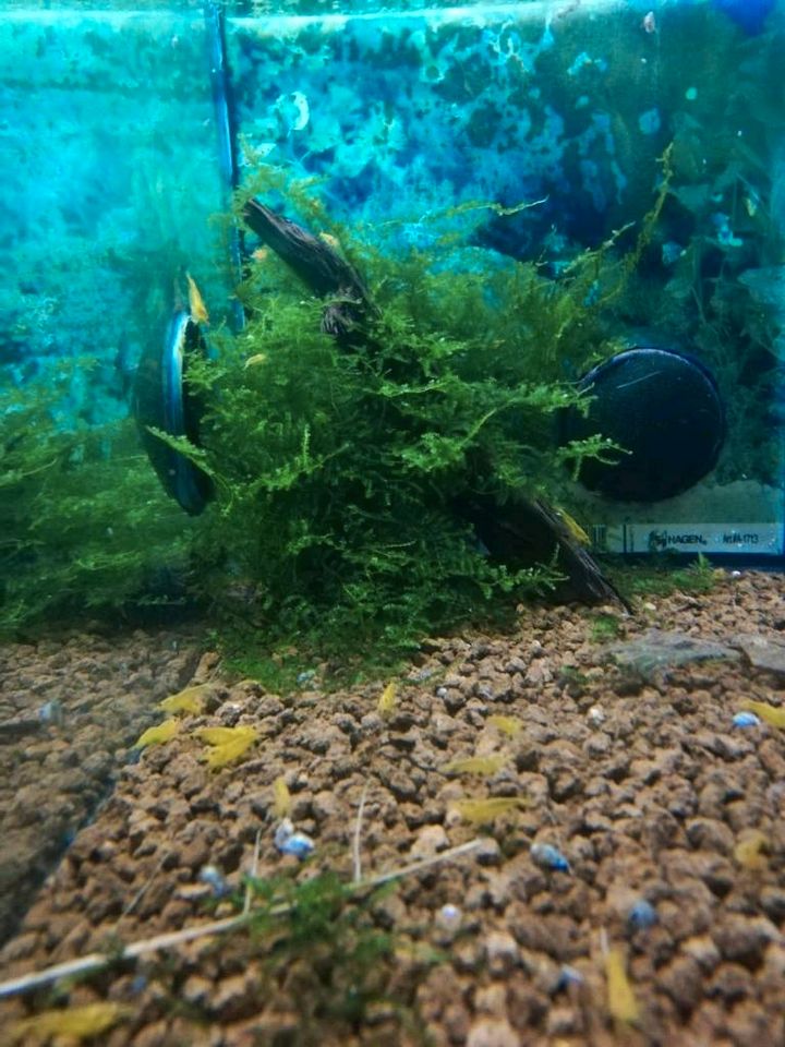 Christmas Moos pflanze Aquarium in Halle