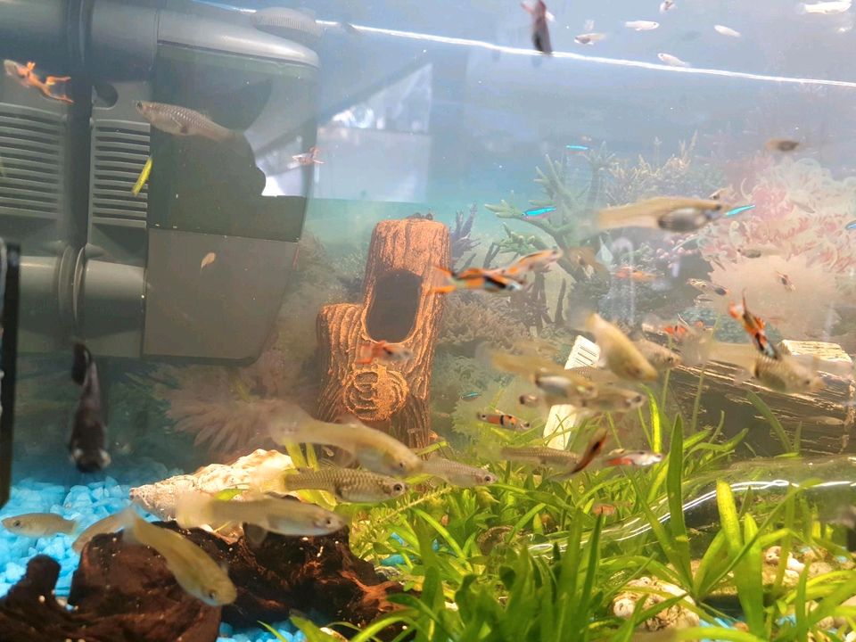 Aquarium fishe guppyes 1 euro  per stück wels in Greven