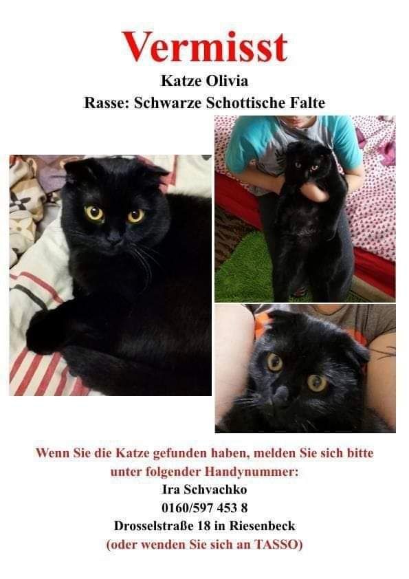 ‼️ verschwunden Katze ‼️ in Riesenbeck