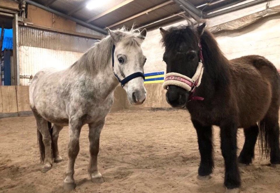 Kinderreiten /Reitunterricht für Kinder / Hippolini in Freiburg im Breisgau