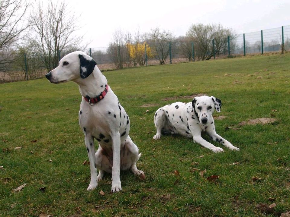 Hundepension im südl. Münsterland - seit 30Jahren in Dülmen in Dülmen