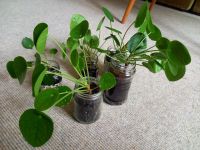 Pilea Ableger ♥ Glückspflanze, Ufopflanze, Pflanze, Zimmerpflanze Bayern - Augsburg Vorschau