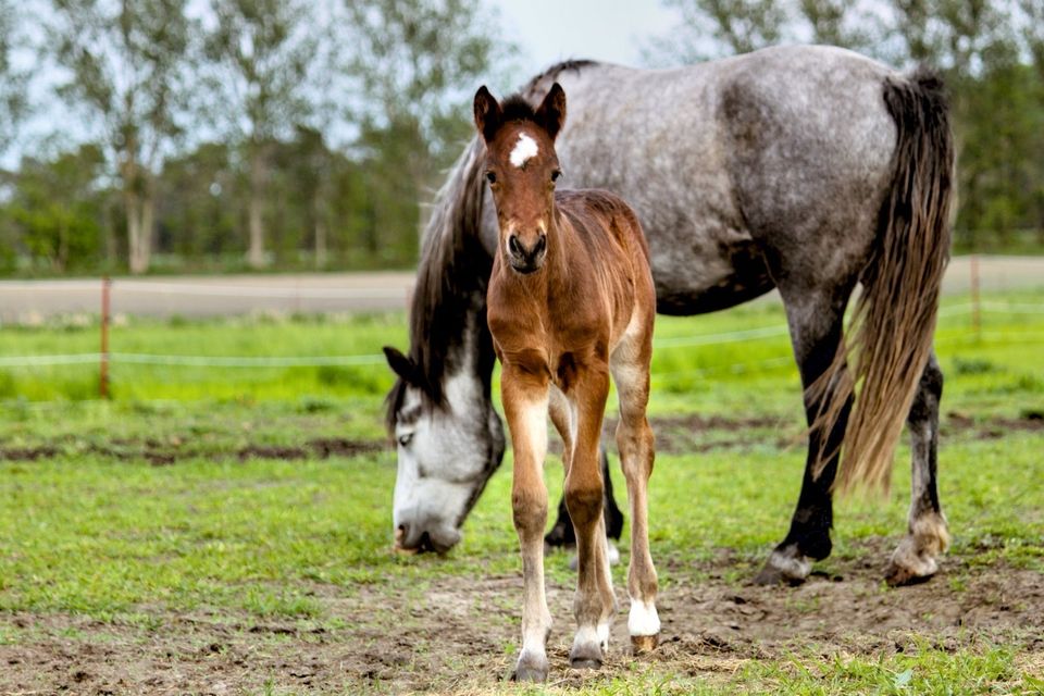 Connemara Pony Jährling Stute in Ludwigsfelde