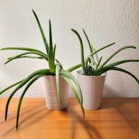 Aloe Vera Pflanzen 2x Ikea Blumentöpfe Wiesbaden - Mainz-Kastel Vorschau