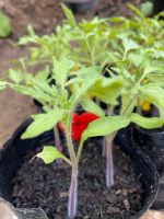Tomaten Pflanzen verschidene Sorten rot schwarz gelb Niedersachsen - Vechelde Vorschau