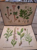 Lehrtafel Schule Biologie Botanik Giftpflanzen Antik Vintage Deko Niedersachsen - Hildesheim Vorschau