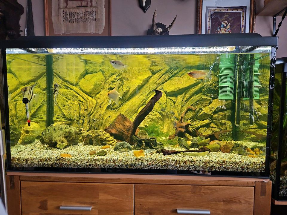 Aquarium100×50×50 in Geesthacht