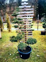 Wacholder Gartenbonsai Formgehölze Formschnitt Pflanzen Japanisch Bayern - Bogen Niederbay Vorschau