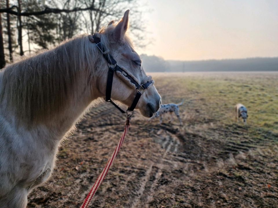 Reitunterricht auf dem Reitplatz und auch im Gelände in Weißkeißel