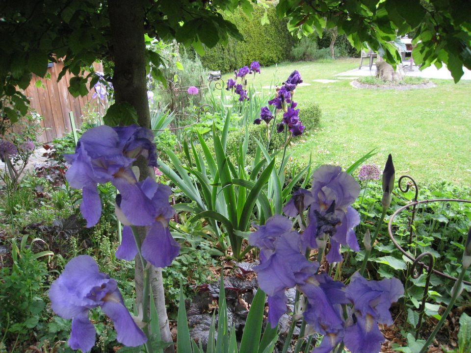 Frühlingsblüher, Frühsommerblüher in Ottersweier