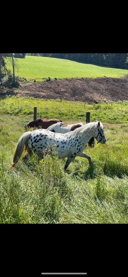 Liebes Pony zu verkaufen in Radevormwald