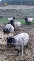 Heideschnucke 5 Stück Thüringen - Schwarzburg Vorschau