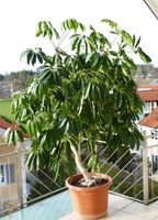 Strahlenaralie, Schefflera Bayern - Bad Endorf Vorschau