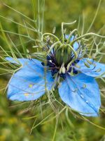 Saatgut Jungfer im grünen Mix blaue und weiße Blüten Baden-Württemberg - Rottenburg am Neckar Vorschau