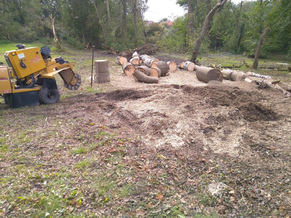 Stubbenfräsen, Baumstumpf Fräse, Wurzelrodung, Wurzelfräsen in Rehfelde