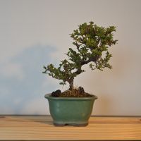 Zwergmispel Bonsai  Shohin (Cotoneaster) Saarbrücken-West - Klarenthal Vorschau