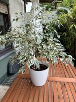 Birkenfeige Ficus Benjamina Zimmerpflanze Bayern - Baldham Vorschau