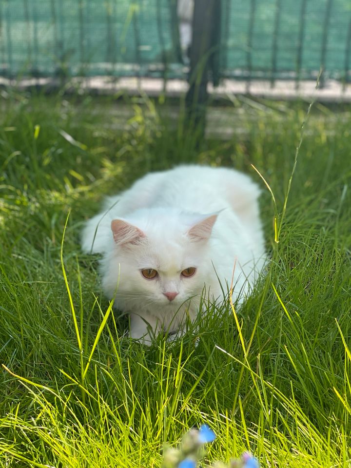 Liebevolle Katze abzugeben in Hamburg