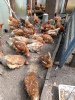 Braune Hühner Nordrhein-Westfalen - Gütersloh Vorschau