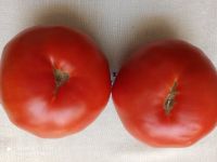 Riesen Russische Tomaten Bogatyr 10 Samen gelten als robust, Niedersachsen - Braunschweig Vorschau