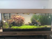 Aquarium 160l + Hochwertige Lampe + viel Zubehör Kr. Altötting - Garching an der Alz Vorschau