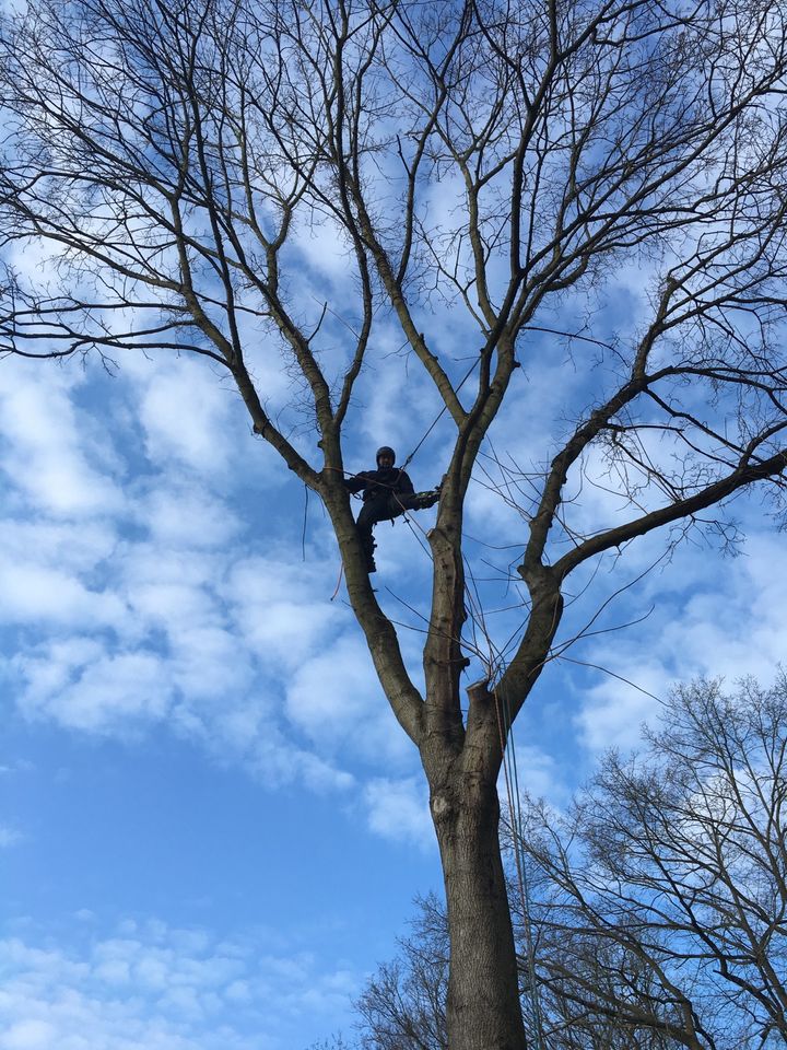 Vertikutierung, Gartenpflege, Baumfällung, Gartenarbeit in Falkensee