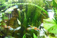 Guppys Fische Aquarium Zierfische Nordvorpommern - Landkreis - Barth Vorschau