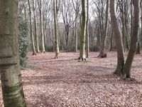 Waldgrundstück, Buchenwald, 2473 m2, 4,50€/qm Nordrhein-Westfalen - Odenthal Vorschau