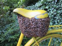 Bienen Schwarmfang mit dem Lastenrad Bayern - Augsburg Vorschau