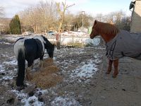 Pflegebeteiligung Pferd Pony schöne Zeit Gespräche Rheinland-Pfalz - Kappel Hunsrück Vorschau