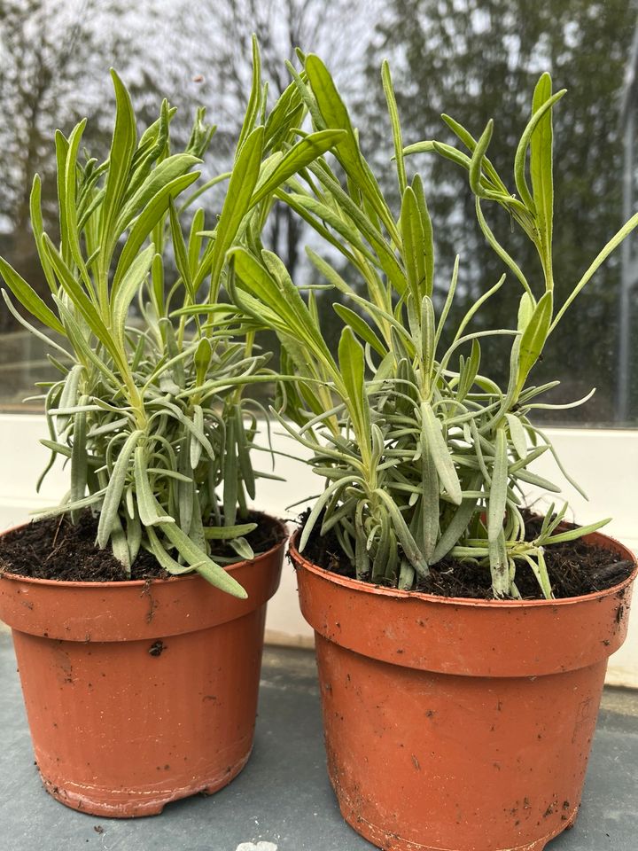 Lavendelpflanzen klein 2 Stück 3€ größer 2€ pro Stück in Frankfurt am Main