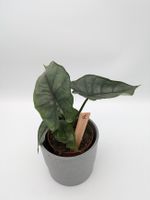 Alocasia Dragons Breath Nordrhein-Westfalen - Castrop-Rauxel Vorschau