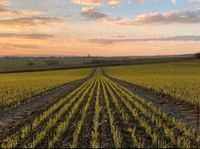 Kaufe 100 ha Ackerbaubetrieb in Niedersachsen, Mecklenburg-Vorpommern Datzetal - Salow Vorschau