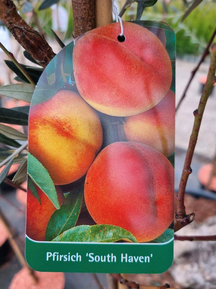 Aprikosen- & Pfirsichbäume im 7,5Liter Topf (1,6m - 2,0m hoch) - Direkt vom Gärtner! in Bad Zwischenahn