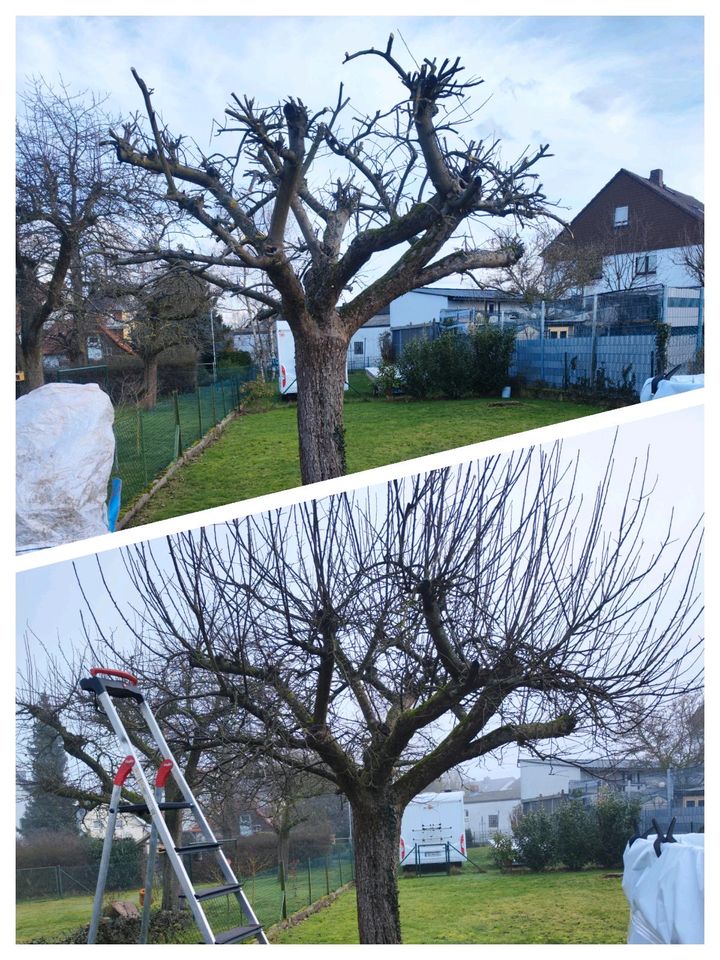 Heckenentfernung Rodung Baumentastung Baumfällung in Linden