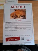Katze Gesucht Niedersachsen - Neuenkirchen - Merzen Vorschau