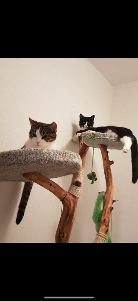 2 Vermisste Katzen in Nordenham